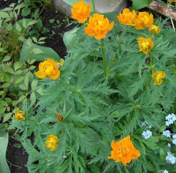 Купальницы