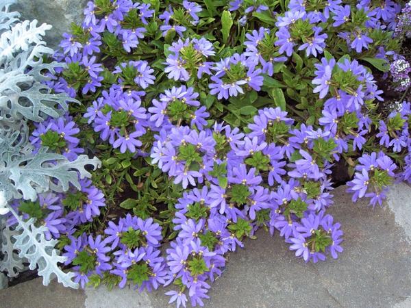 Сцевола приятная (Scaevola aemula)