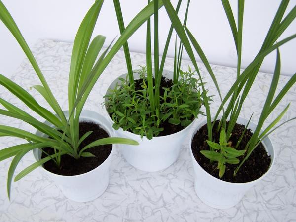 Повернула фото влево. Публикую. Фото повернуто влево. Редактирую. Повернула вправо. Сохраняю.