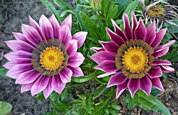 Автор фото: OlivaOliva (Татьяна)