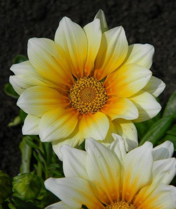 Автор фото: serj_ne (Ольга Мирошниченко-Поляк, Харьков)