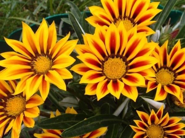 Автор фото: ElenaKorotinaKopnina (Елена Коротина(Копнина), Старый Оскол)