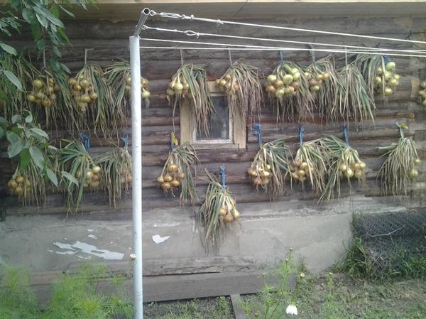 Мой урожай лука. Автор фото: tazhetdinova (елена тажетдинова, Рязань)