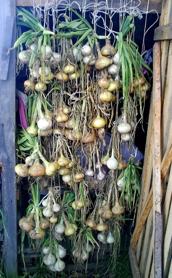 Сушилка для лука. Автор фото: LyubovPavlova (Любовь Павлова, Великие Луки)