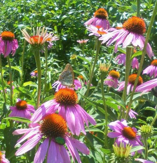 Самые прекрасные цветы моего сада!