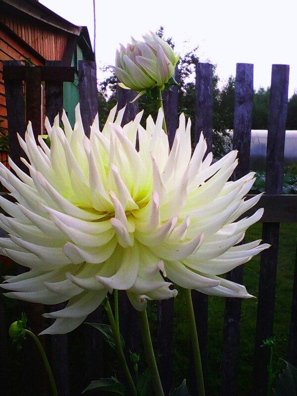 Мои любимые георгины!