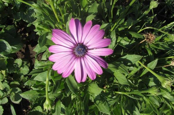 капские ромашки