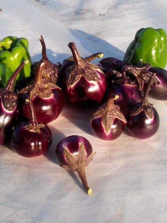 Баклажанчики