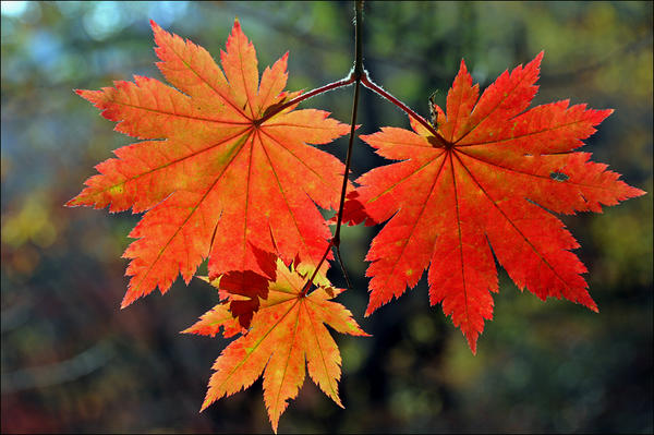 А это? Уже не перепутаешь... правда, осень?