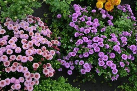 Хризантемы