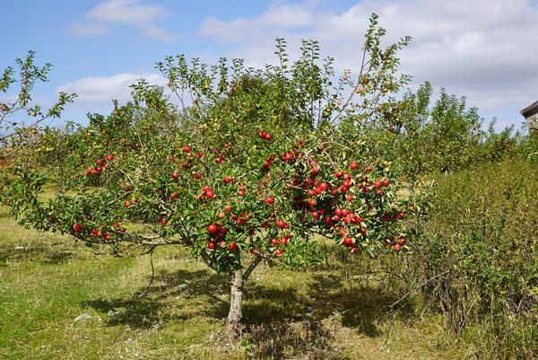 Проявится ли сортность яблони, если выращенный из семян саженец 5 летподряд пересаживать? - ответы экспертов 7dach.ru