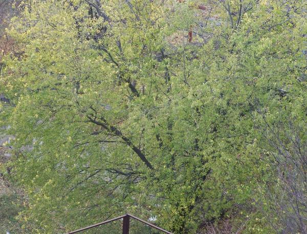 Вот это во дворе у нашей Анатольевны, мне удобно щелкнуть с балкона))) Сегодня, 5 мин. назад