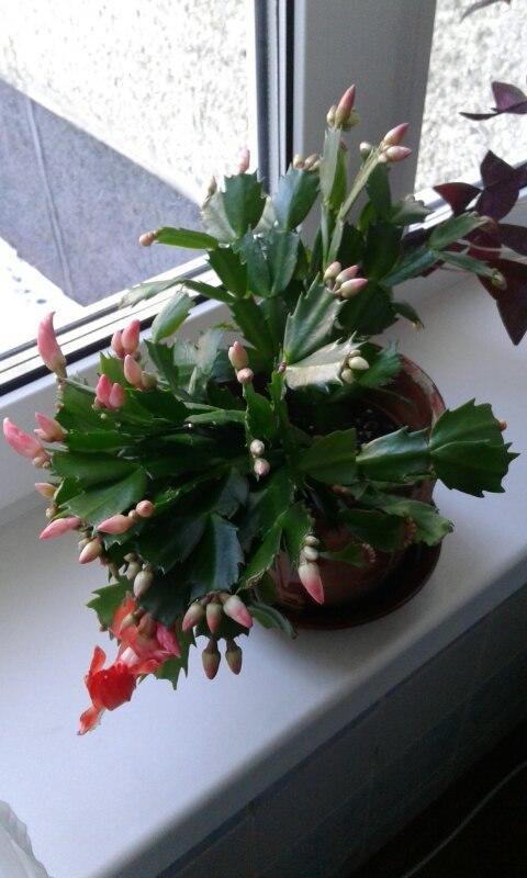 А это мой рождественник!!!!!!!!!!!!!!