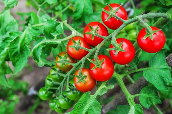 Выбираем хорошие сорта томатов черри. Советы огородников