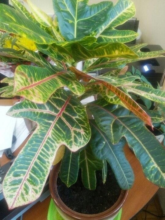 пппппппппппппп