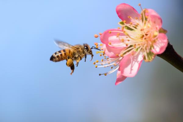 Фотомарафон Пчела на цветке