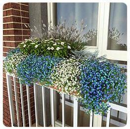 Клумба для балкона Серебряный дождь