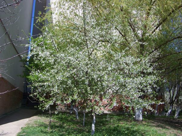 Прогулка после снегопада...