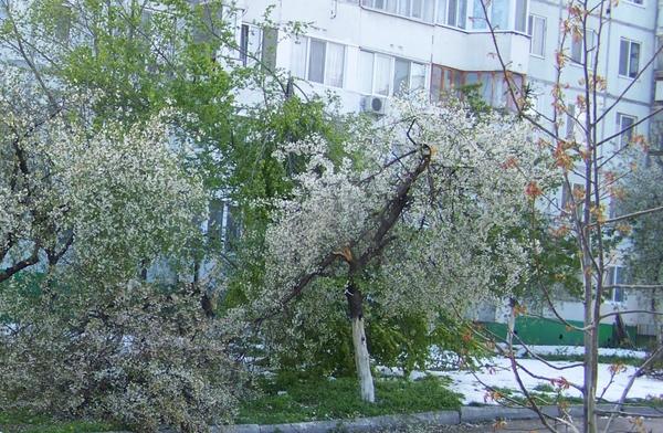 Прогулка после снегопада...