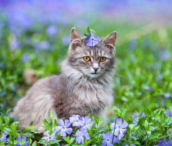 Фотогалерея Коты на природе