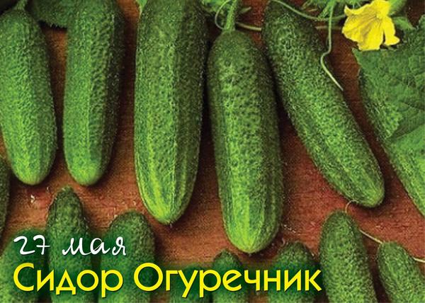 27 мая - Сидор Огуречник