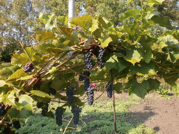 автор фото - pronto-m