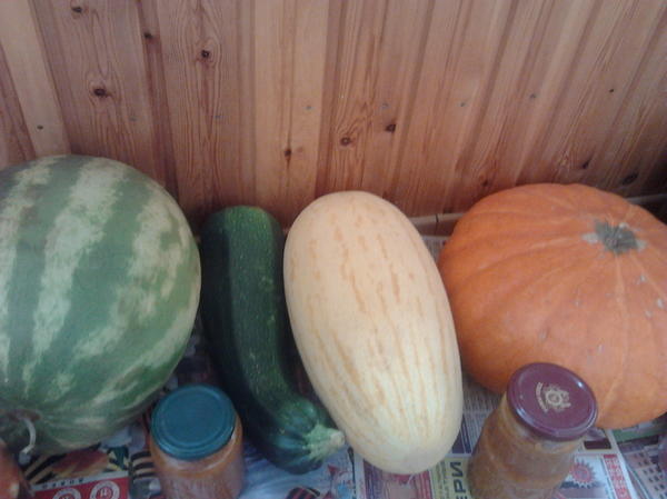 Автор фото - skorzhav