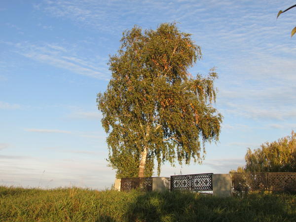 Вот это  - дерево, нет вопросов...