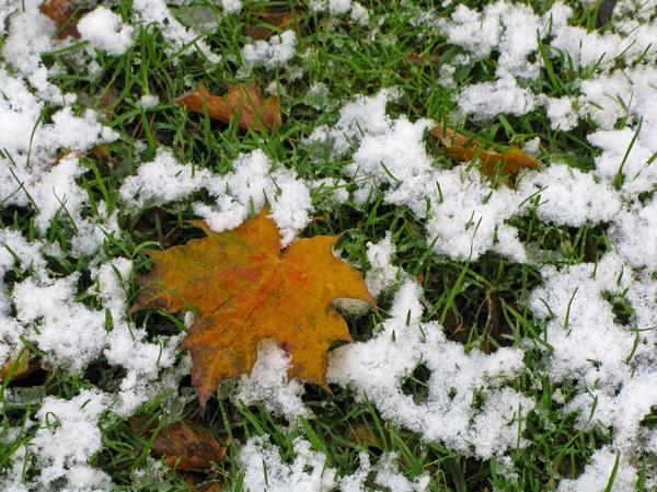 Hydrometeorologické centrum 7 Dachas se ptá – jaké je počasí tento víkend? Vítejte!