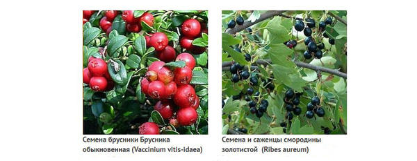 Из коллекции Анисимова Г.П.