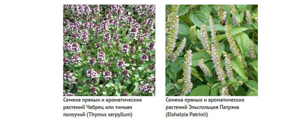 Из коллекции Анисимова Г.П.