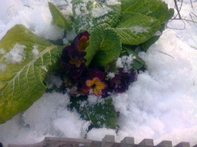 И это тоже, проверьте, 384х288 пикселей