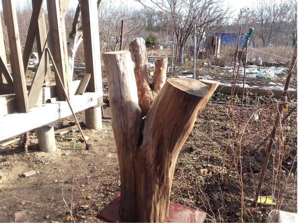 Наш пень