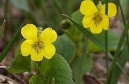 двухцветковая