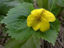 одноцветковая