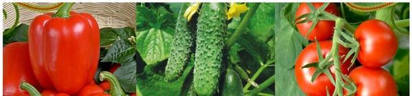 Томаты и перцы