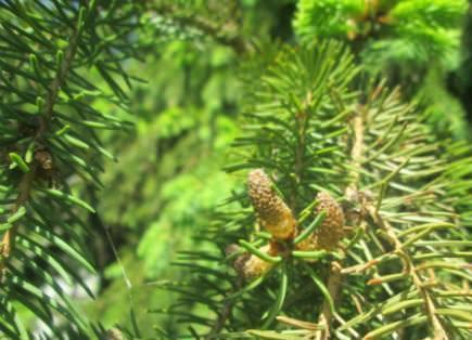 Мужские шишечки ели. Фото с сайта lesnoy-dar
