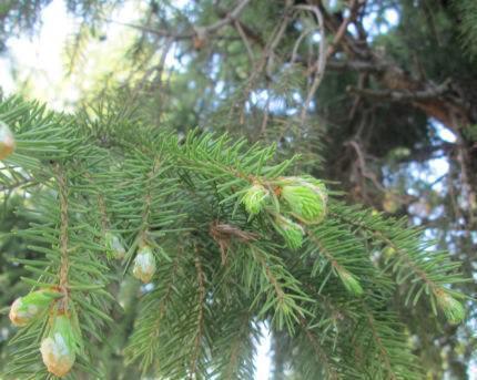 Фото я взяла с сайта lesnoy-dar