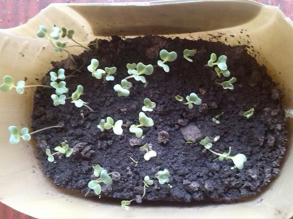 Ранняя капуста