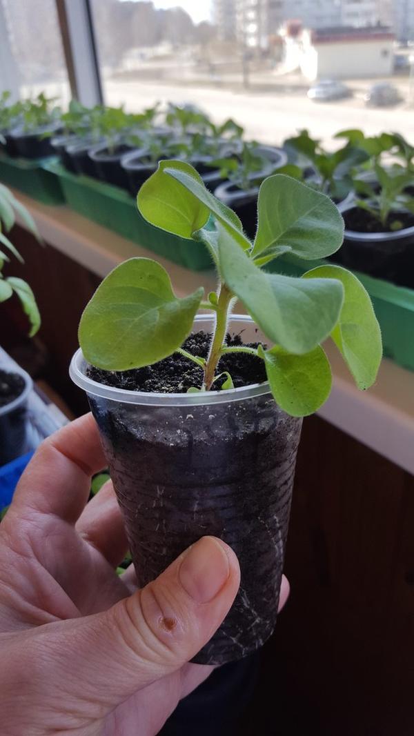 Петуния. Фото 2