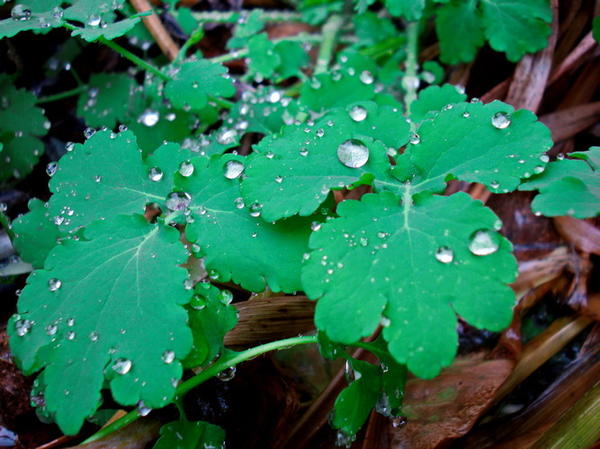 И так - емко, контрастно, видно, что кадр просто для того, чтобы подчеркнуть именно капли....