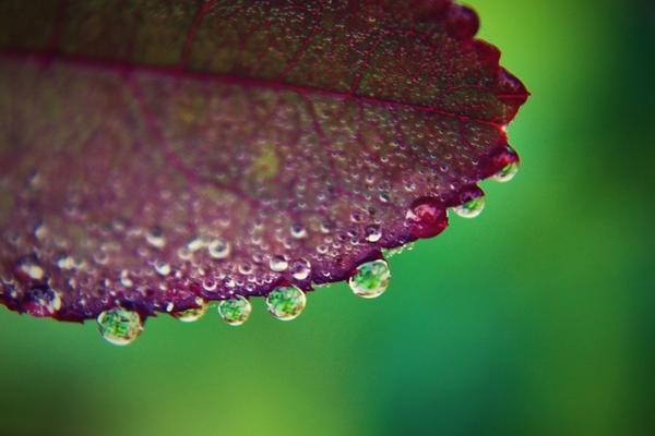 И это - таки ж капли!