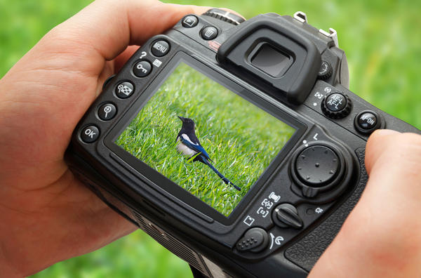 Фотоконкурс Лето дачное-семидачное.  Почему отклоняются фотографии