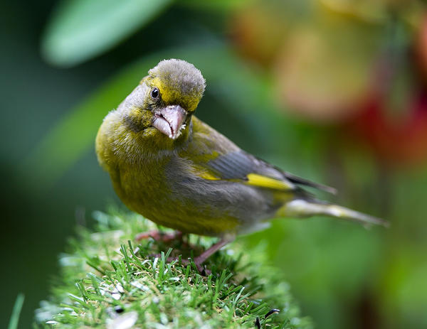 А это фото не принято в конкурс. Я не нашла тут свидетельства того, что эта зеленушка - гость дачи. Это фото могло быть сделано где угодно. Я не расценила сюжет, как &amp;quot;Это гость дачи&amp;quot;