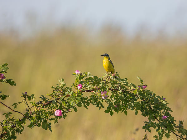 Фото не принято в конкурс. Потому что ветка шиповника - это не признак дачи и даже жилья, обработанного участка и пр, к чему можно &amp;quot;прицепиться&amp;quot;, чтобы найти повод взять в конкурс. Фон сзади более похож на лесной или парковый, чем на фон огородно-садовый.