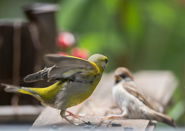 Фото принято в конкурс. На нем есть рукотворная подставка и видно, что фрагмент - &amp;quot;жилой&amp;quot;. Это - гость