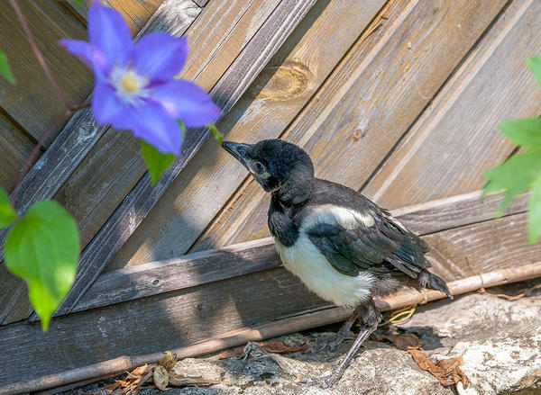 Фото принято в конкурс. На нем есть признаки жилья, участка - это да, гость!