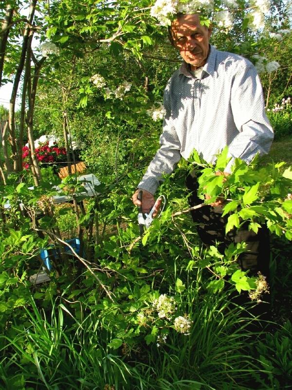 Перешли к более серьёзному. Удаление толстых ненужных веток на старой калине Бульдонеж