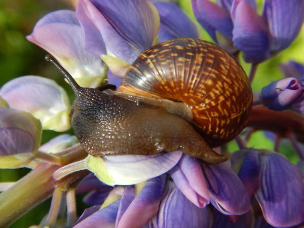 Сладкий завтрак.
Автор фото - Светлана (svetlanarus)