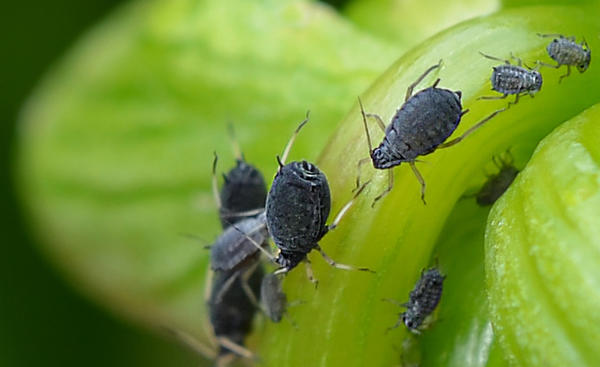 Свекловичная тля.
Автор фото - Зинаида Федорова (fedzina)